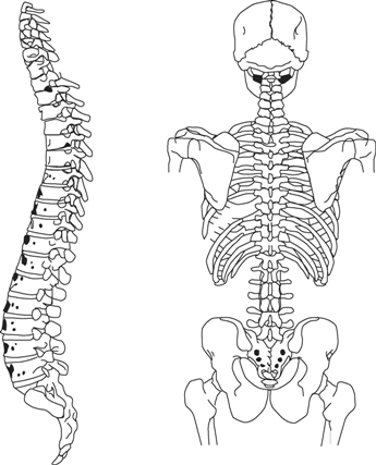 Drainage of the spleen In LDT3, you'll continue to hone your application skills to increase your effectiveness as well as learn numerous technique subtleties to expand your practice range. This advanced class covers deeper lymph and interstitial flow. Dr Chikly sometimes considers LDT3 the real start of the LDT curriculum. You will learn techniques to address organ of the senses viscera and body joints. Advanced class preparation is highly recommended (see below). Class length 4 days