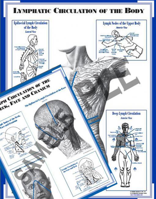 Charts (set of 2): Lymph Circulation Face & Body (CLCFB)